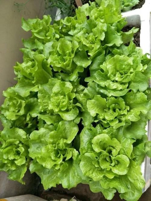 花生全身都是宝,丢在盆里,解决了太多养花难题!