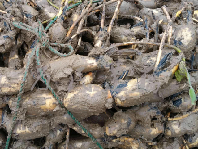 孕期|想要避开“黄疸”坑,孕期食物很重要,这三种食物别不舍得吃