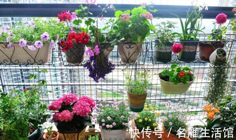 水溶肥|养花常用这3种肥,掌握住正确用法,养啥旺啥,枝叶茂开花勤