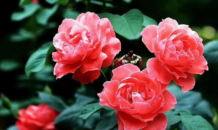 月季花这样施肥,花量大而且鲜艳,根系强壮抵抗力强,简单开爆盆