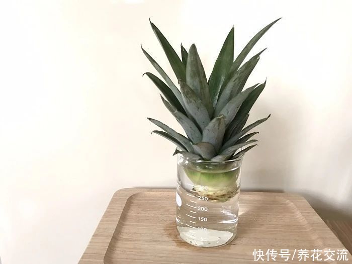 吃剩下的菠萝头别丢，水培生根后转土培，2年后可开花结果