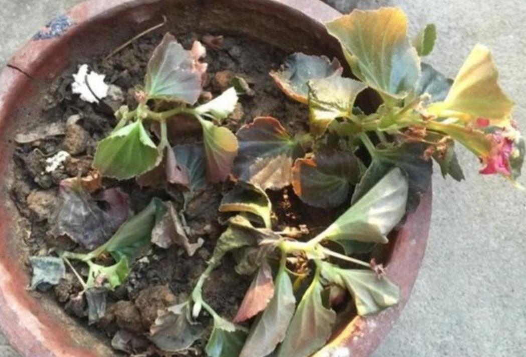阳光|7月养8种花，最怕太阳晒，远离阳光，不然容易黄叶枯萎