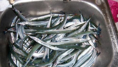 渔民|此鱼嘴巴尖细,很难钓到,聪明的渔民有办法放“针良船”