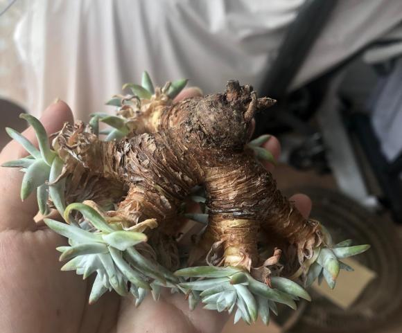 花盆|多肉仙女杯,最大的问题就是不发根,晾上20天,发根速度超快