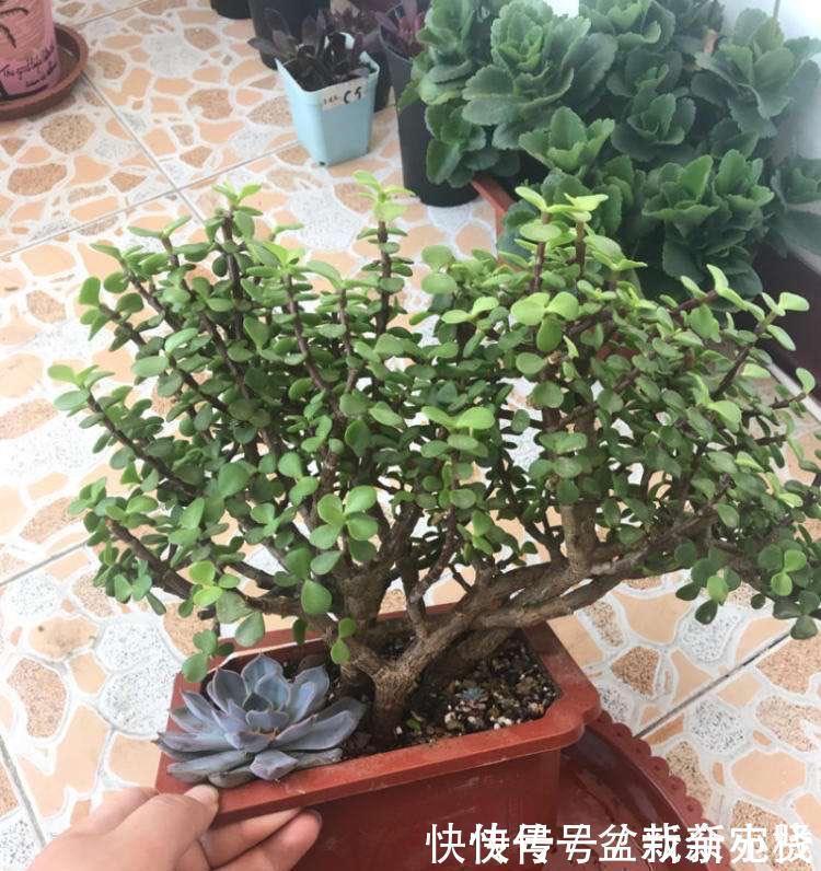 扦插金枝玉叶，用1招，长根快，成活率高达99%