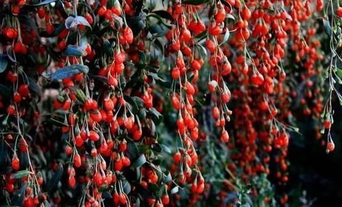 炒房团|西北名城GDP不到2000亿,卖房却超500亿,房价涨幅全国第一!