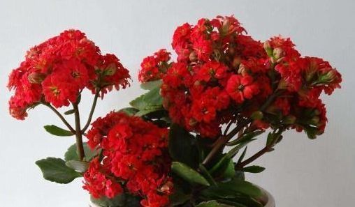 食醋|它是长寿花专属“营养液”,家家都有,5天1小滴,叶翠绿花猛开