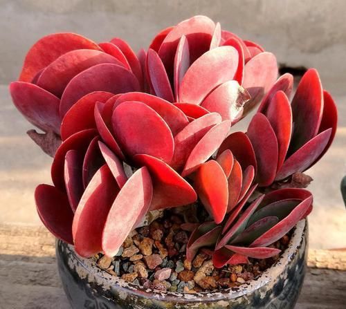 这些多肉不适合叶插，难生根难发芽，新手更是养一盆死一盆