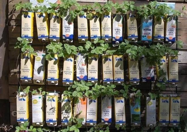 园艺工具|常用的一些生活用品,变成园艺工具,用来养花太方便了