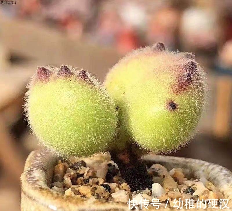 这20种多肉，阳台比例一定要控制，会被熏得难受，太臭了