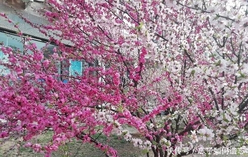 谷雨时节请到塔河来看雪