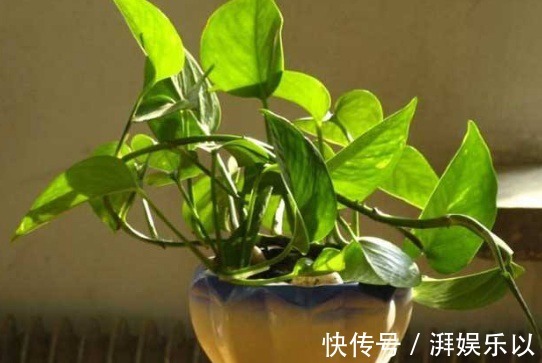花农透露3种植物白送也别要,在家养容易给自己招麻烦
