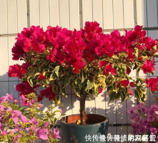 5种晒不死的花,一年四季都开花,不养它们别说你喜欢养花