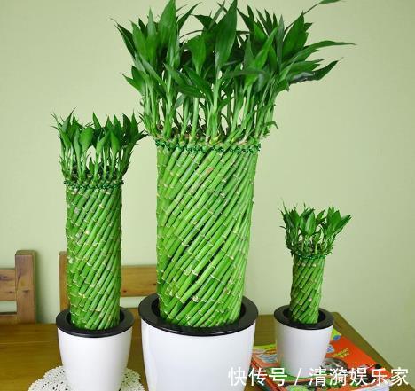 富贵竹叶片发黄往盆里撒“1种粉末”，7天后叶片油绿，根系壮