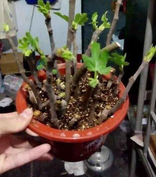 路边“3种树”,见了掰个枝,插盆就生根,做成盆景,寓意吉祥