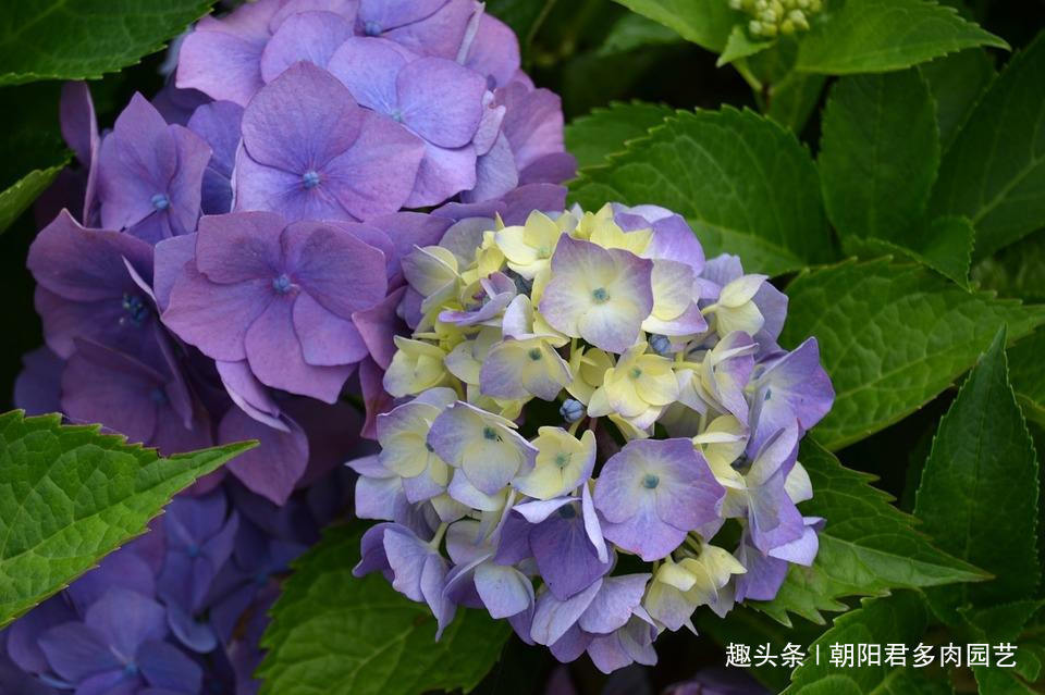 秋养绣球花,掌握2个小技巧,明年开花准爆盆