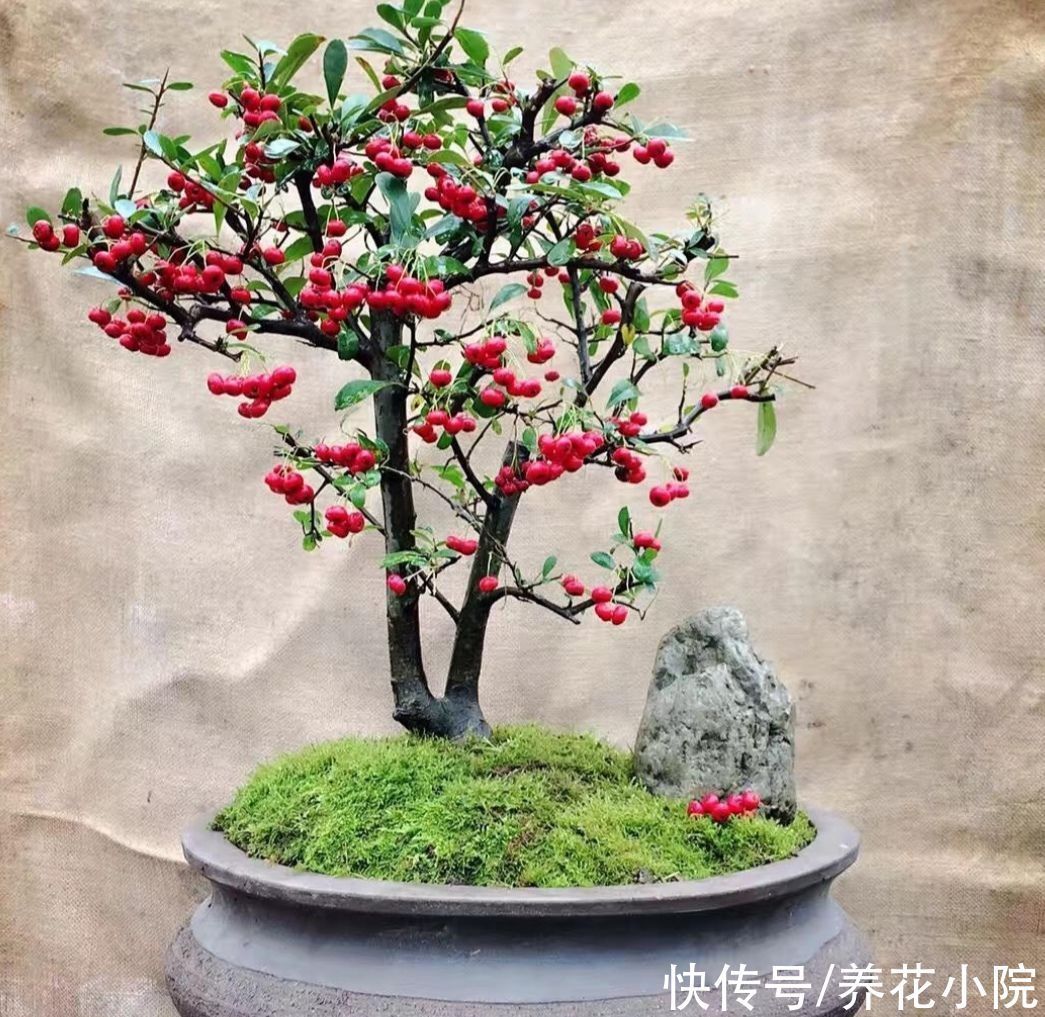 盆景不用买，5种常见的树，做成盆景漂亮又美观