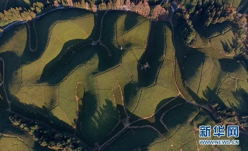 卡帕|湖北鹤峰：空中鸟瞰景观茶园