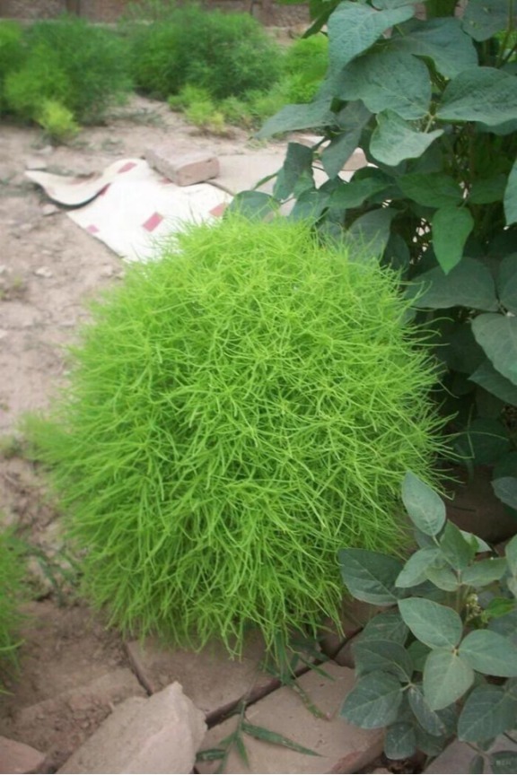辨别|10种野菜辨别图，遇见了记得摘回家，再不摘点尝尝，下个月就老了