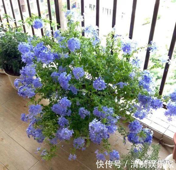 养护|夏天养上3种清凉花,越热越疯狂,看着就清爽!