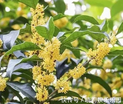 桂花!此花深受文人雅士的喜爱,风情万种格外迷人,寓意着富贵、大丰收