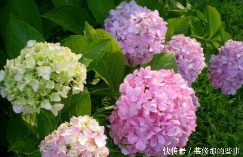 枝繁叶茂|6月养绣球花,三件事趁早做,开出层叠群花,聪明人都做了