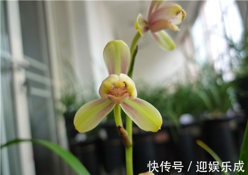 阳光|盆栽建兰如何养教你3个养护建兰的小妙招,花开淡雅又芳香