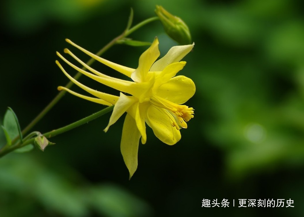 花裙子|此花雨后更显娇艳欲滴，奇特的容貌让人爱不释手，是胜利的象征