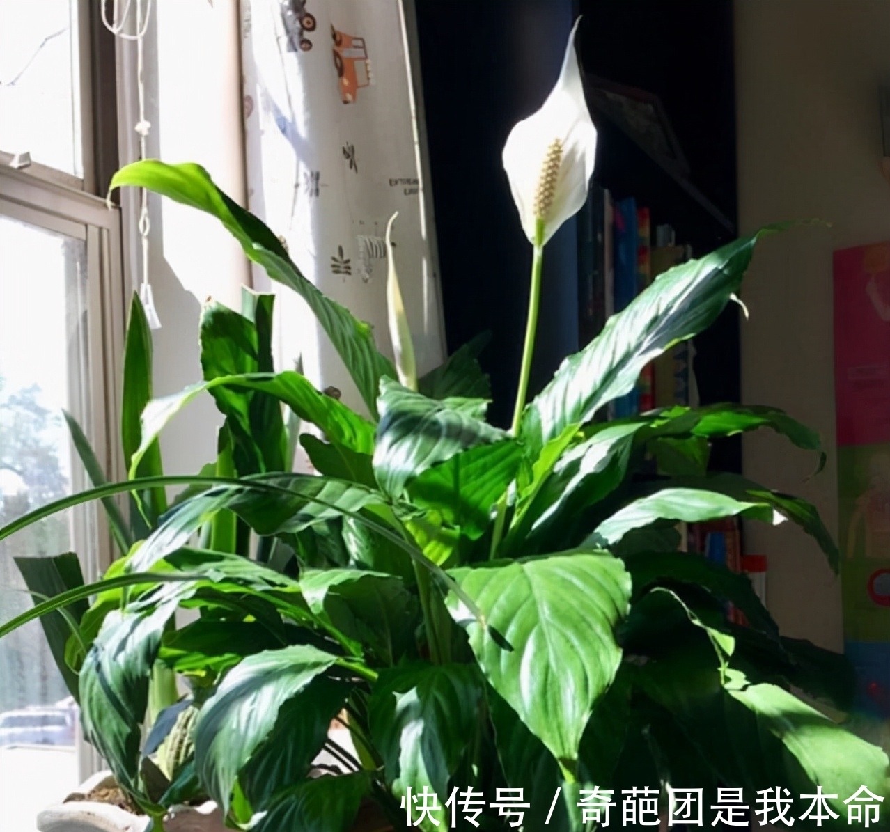 养花先养根,冬天并不需要根长的多快,而是要保证根不受损