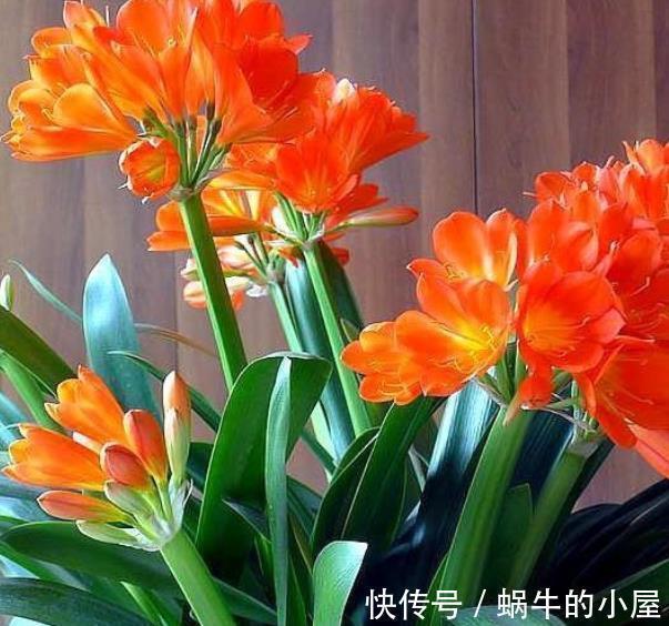 秋天君子兰进入生长关键期,提前给它“开小灶”,叶片肥厚又挺拔