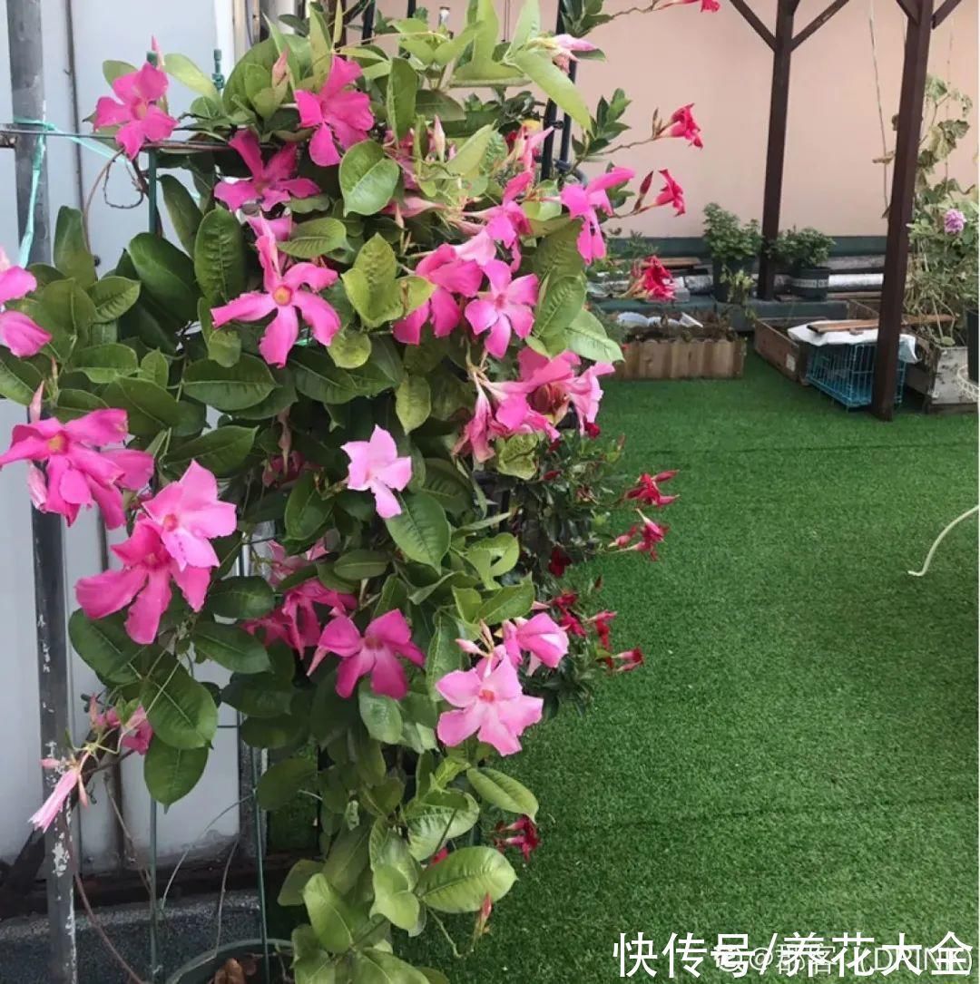 飘香藤|晒不死、热不死的花,越晒花越多,越热长越快