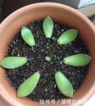 花盆|多肉叶插不能太随便,掌握好4点,每个叶片都成活,变成多肉大户