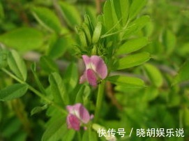 奇效|提个醒路边不起眼的野草，却有了不起的奇效，早看早受益