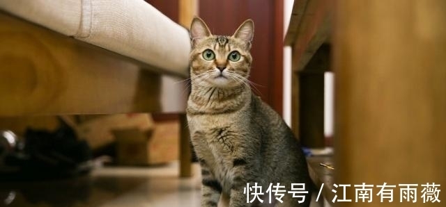 塔罗占卜：选一只最萌的猫？测你孩子将来是否有出息