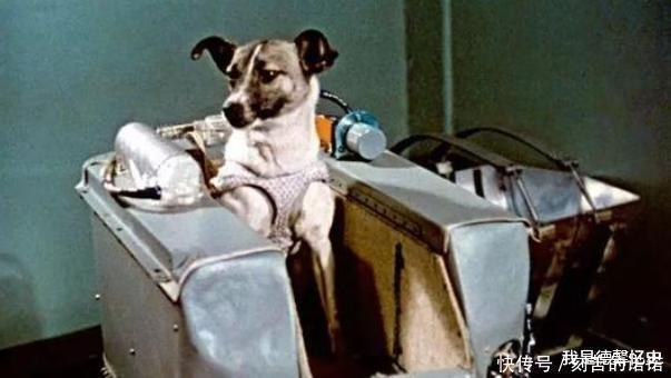 它被前苏联送上太空,被称之为第一只天空狗,后来怎么样了