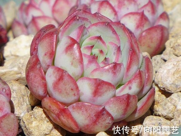 “养肉先养根”，提高温度，湿度，发根快，根系越多越好养