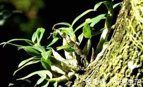 胃病|老胃病反复发作太难受?试试每天吃点“它”,或能远离胃病困扰