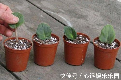 紫罗兰|家里有着6种花赚了！自己在家扦插，不花钱轻松变出好几盆