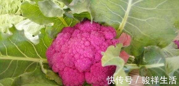 食物|想健康全靠吃，3种食物离不开，美容养颜，身体棒棒哒！