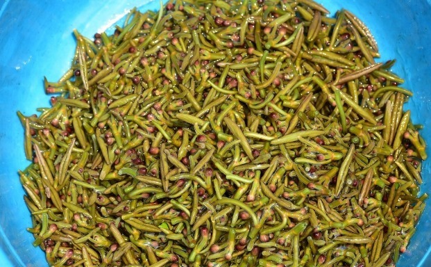 凉拌|65种野菜图片，带你认识不同的野菜和吃法，你想要的野菜这里都有