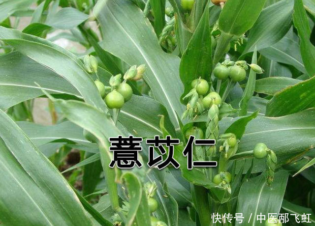 功效|都知薏苡仁的去湿功效好, 可你真知道它的其它功效与禁忌吗?