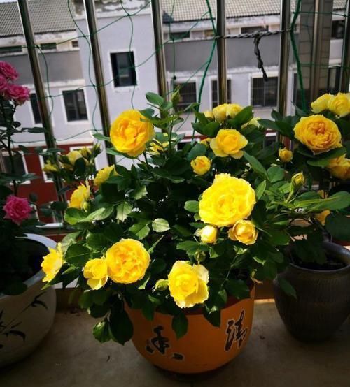  近期|近期最“火爆”的月季，开花量大，耐寒耐热，是月季中的开花机器