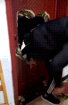 |搞笑GIF:说实话这个世上就没有我不敢惹的人,除了穿纸尿裤的!