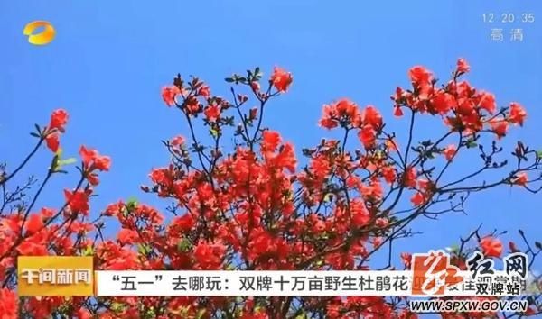 五一小长假丨双牌共接待游客26.88万人次 实现旅游综合收入17472.5万元