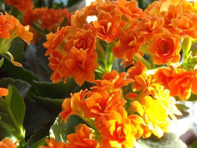 长寿花种植要懂得技巧,掌握这些品种繁多花色不一,成活率还高