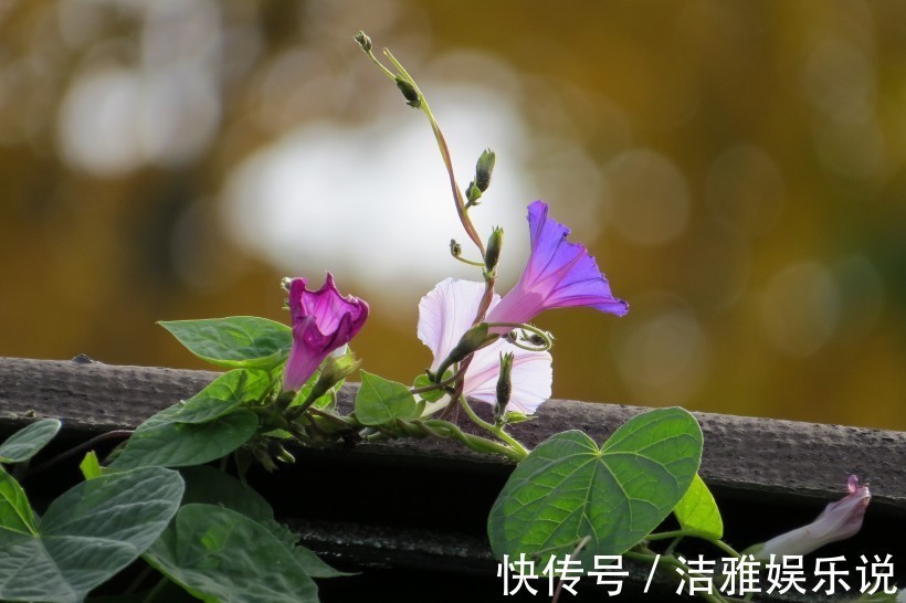 桃花朵朵开|11月喜鹊登门来报喜，这4生肖事业突飞猛进，喜事连连