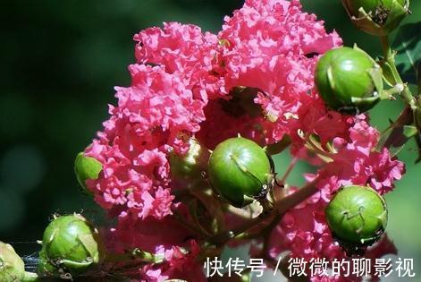 疑露堂前紫薇花两株,每自五月盛开,九月乃@谁说花无百日红,紫薇,从诗词里走出来