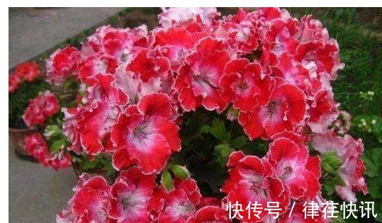 君子兰、长寿花、蟹爪兰总不开花，可能盆里缺点它，加一点就开花