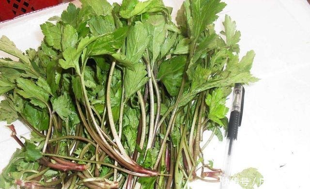 引入我国后不受待见,殊不知营养价值高,人称珍珠菜,煲汤是一绝