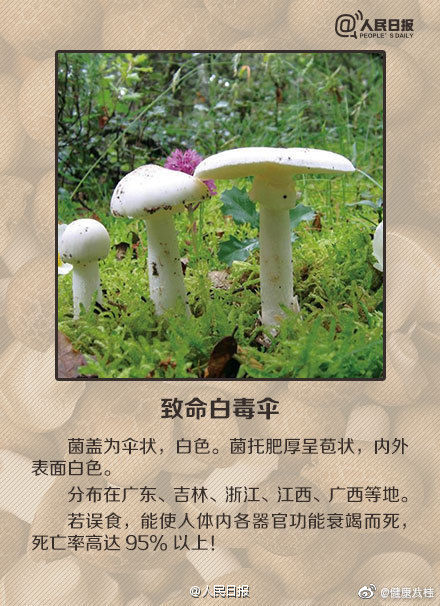 蘑菇|这些蘑菇都有毒：收好这份毒蘑菇图鉴
